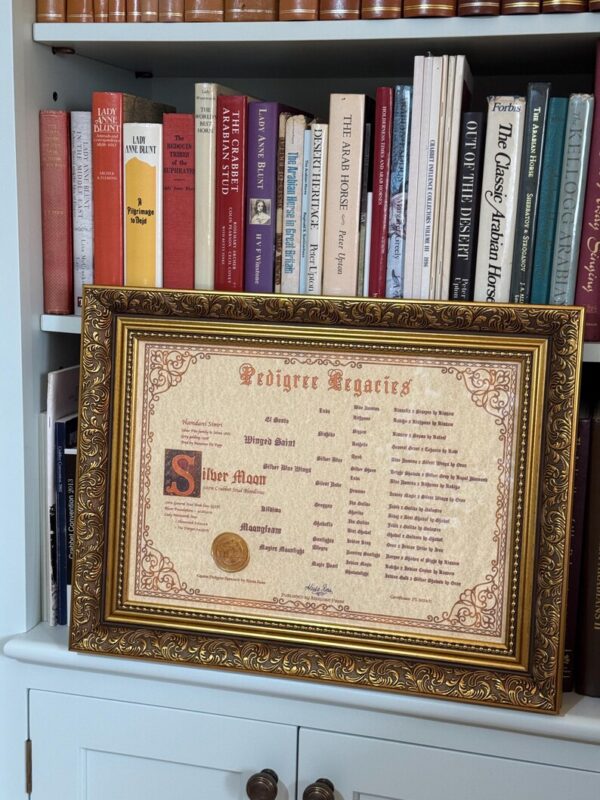 A3 Ornamental Illuminated Arabian Horse Pedigree, Bloodline Percentages & Pedigree